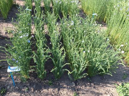 Click for 1 image(s) for this accession.